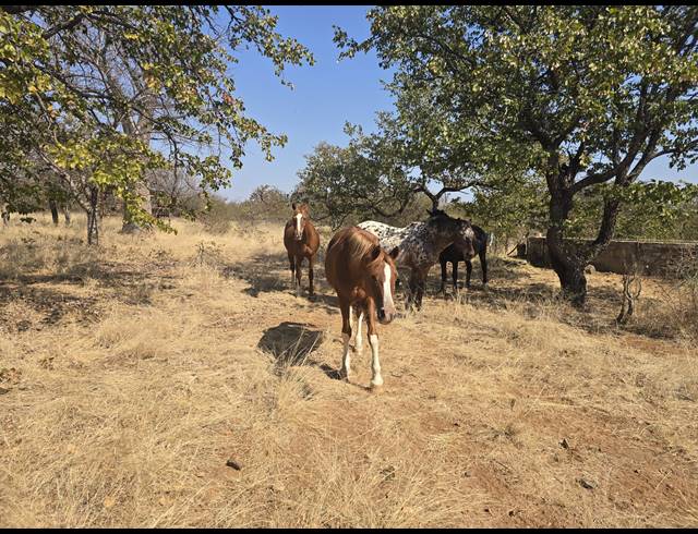 43HA FARM FOR SALE IN MOPANE